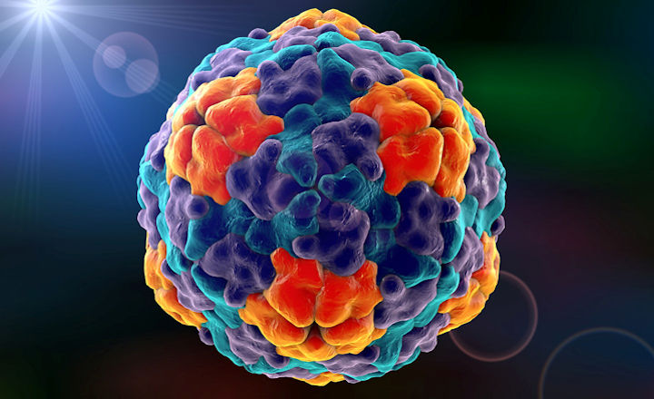 甲型肝炎检测食物病毒